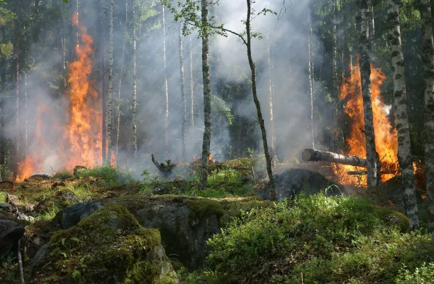 Creating Laws for Deforestation