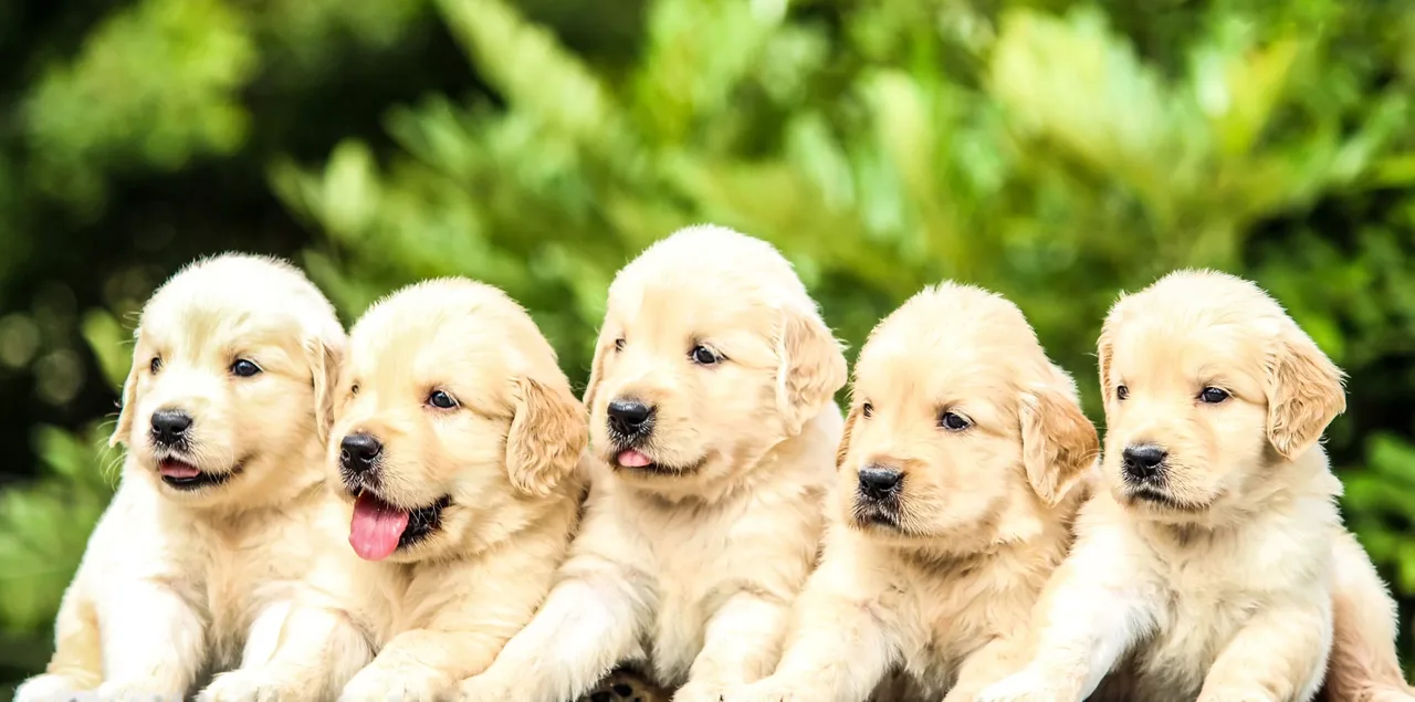Help the Greenwells get a dog