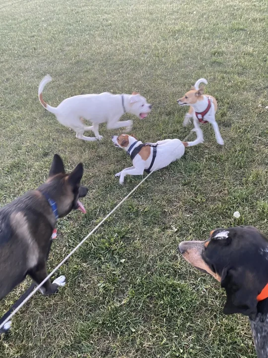 Pour un parc canin / Dog park à Marc-Aurèle-Fortin