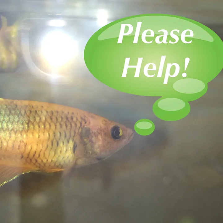 For PetCo and PetSmart to house their Betta fish in better conditions.