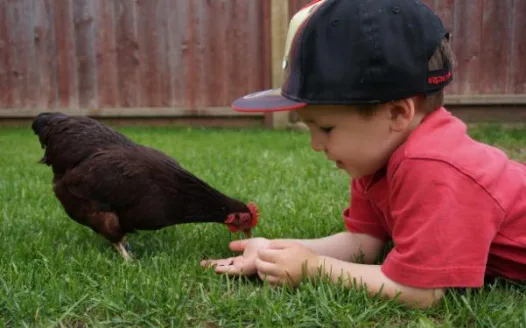 Bring Chickens Back to Three Hills