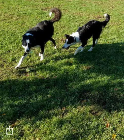Don't let the sun go down on the dogs!