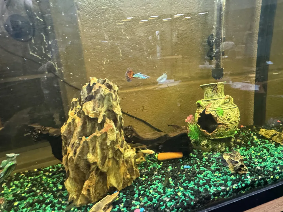 Bigger Tank for Ella