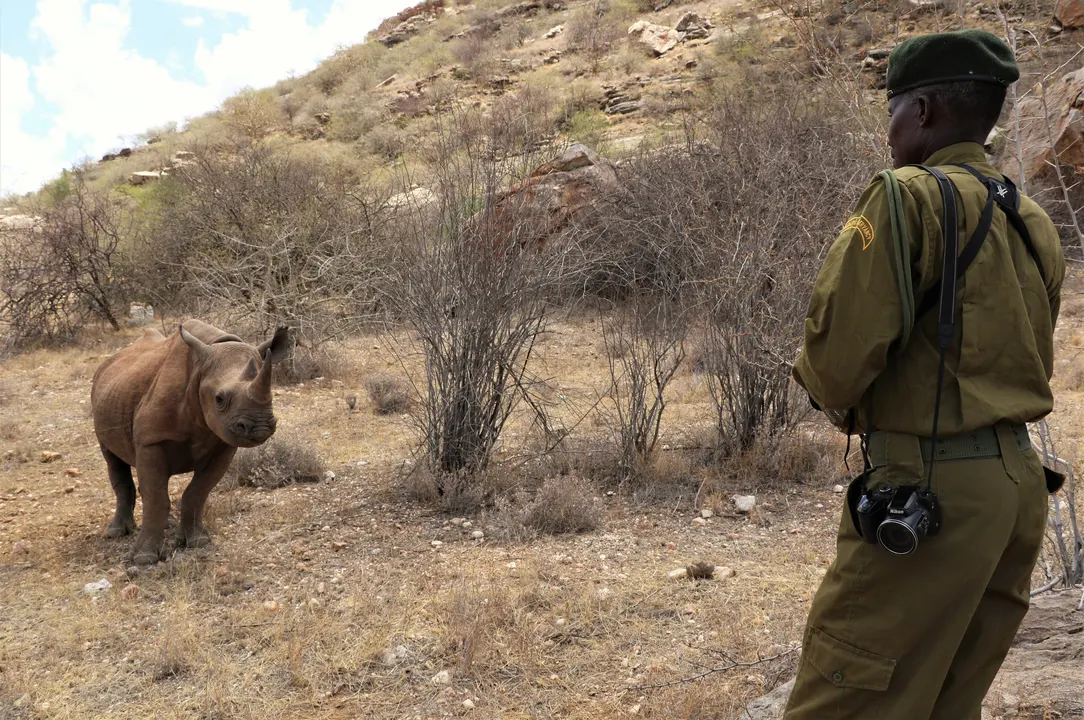 Forever Wild - Save the Rhino Campaign