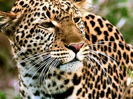 Save the Amur Leopards, help them to help themselves!