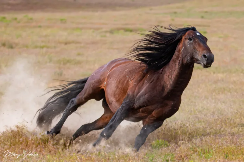 Put a Ban on Horse slaughter in the united states