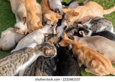 Get rid of all cats in the world
