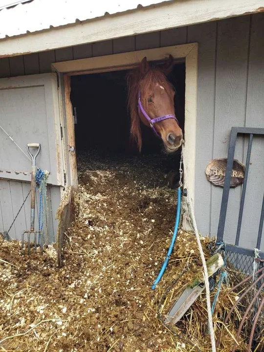 lets get together and save these horses at Mandy and Me Trailriding 
