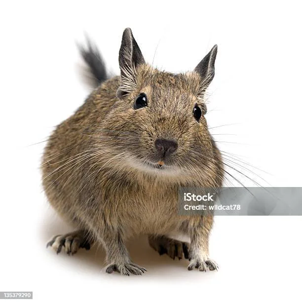 Legalize Degus