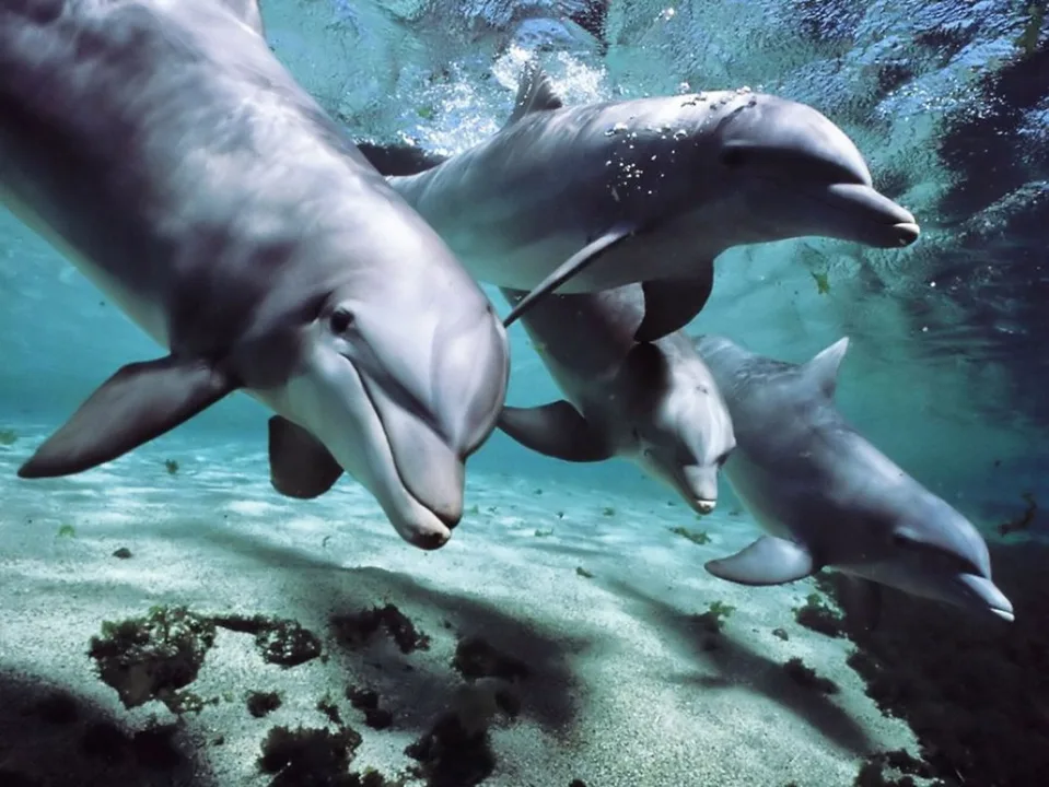 Save Japan Dolphins!
