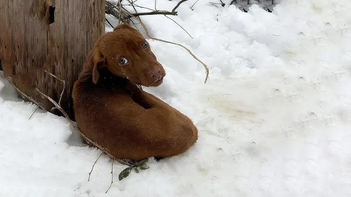 Justice for Kenai (6mo puppy dumped.. Alaska weather on Christmas)