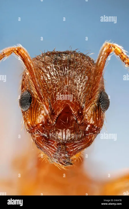 Change red ant names to 'Spicy Bois'