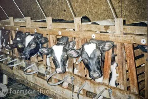 End Inhumane Torture Towards Veal!!! Please!!!