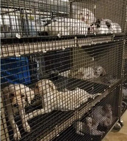 Animal Lovers Against Lancaster County's Commercial Kennels