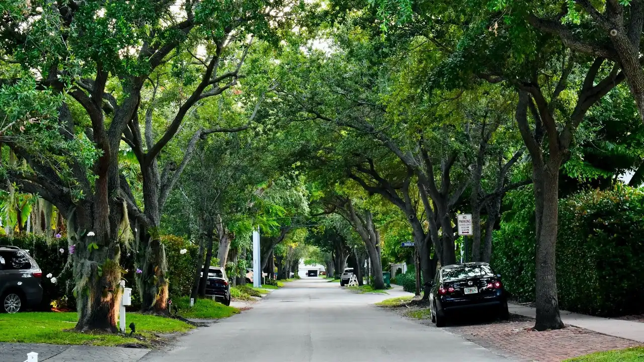 Save Sault Ste. Marie's Trees!