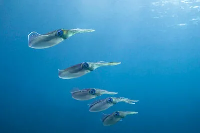 Re-Classifying the Term Squad to be classified as a Group of Squids
