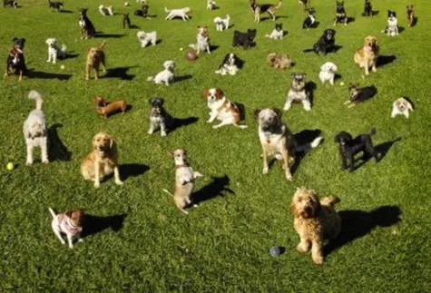 Dog Park for Pineville!