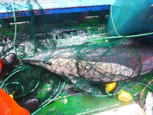 Cut the Net, Save the Sea: Ban Net Fishing
