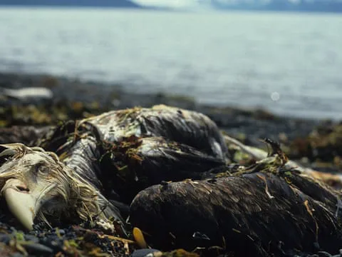 We need to stop the oil in the beaches
