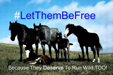 Protect Canada's Horses - Give Them Legal Freedom and Protection.