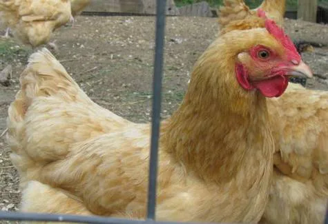 Erie Backyard Hens (Residents of the Village of Erie, IL)