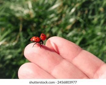 My teacher owes me a ladybug.