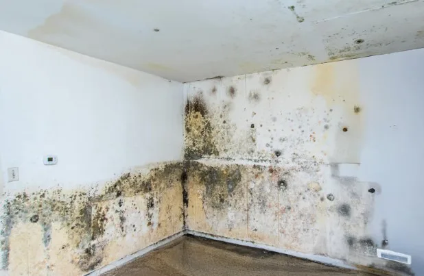 Demand Repair of the damps and the sources of damp in the apartments in Dream One