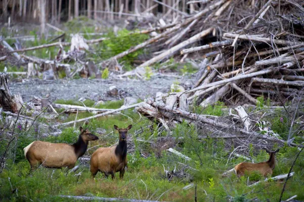 Wildlife Preservation in MA