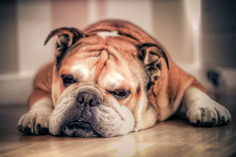 Encourage the University of Redlands to Consider Mascot Breeding Alternatives