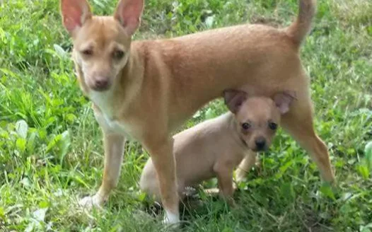 Please Sign this Petition for Cherokee to STOP Kill Shelters