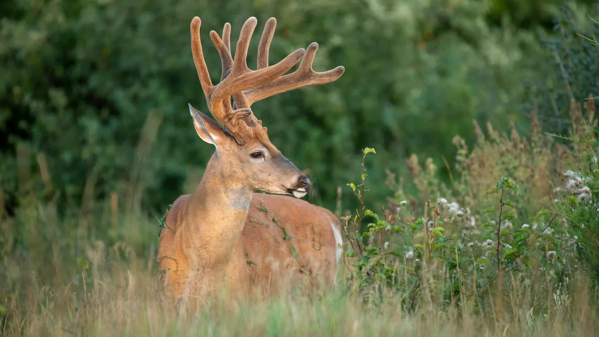 Petition to NOT Change Early Archery Season Earn-a-Buck Regulations 