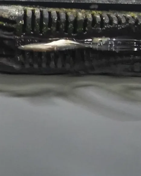 Remove live fish from all walmart's product list