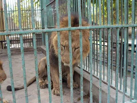 Συλλογή υπογραφών για κλείσιμο ζωολογικού κήπου Πάφου και επιστροφή άγριων ζώων στην φύση τους