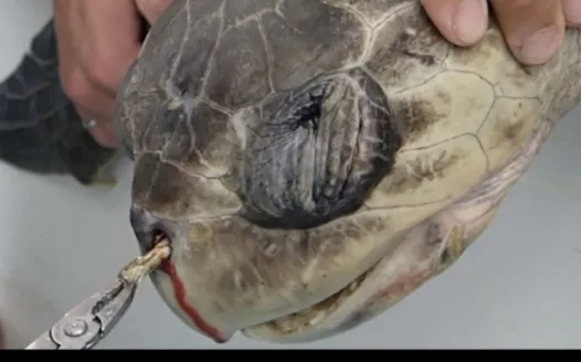 saving the turtles!