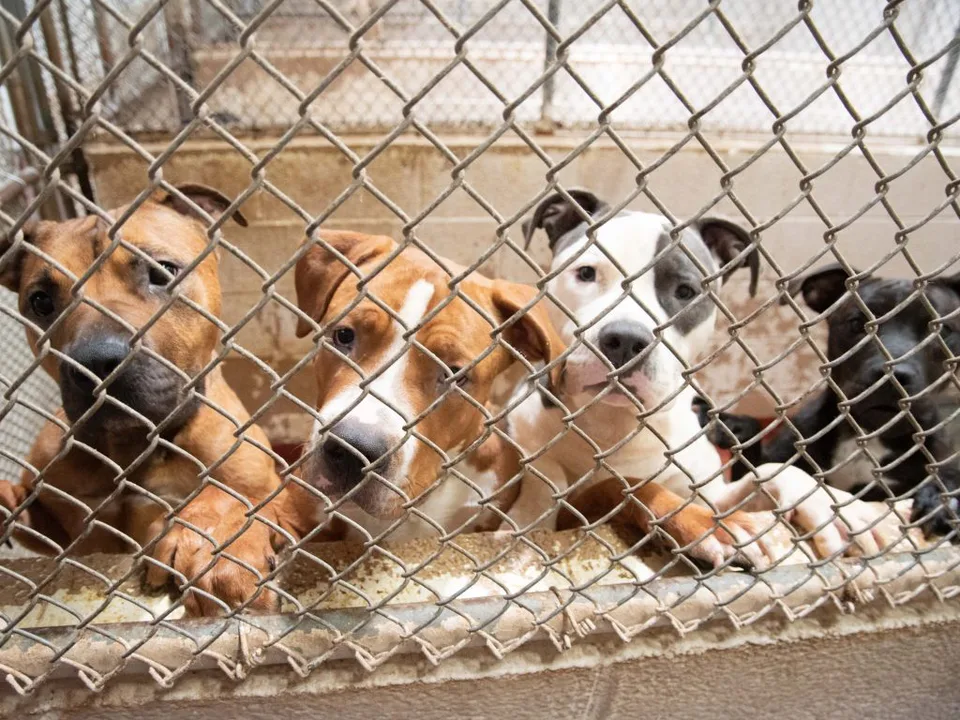 Stop Puppy Mills