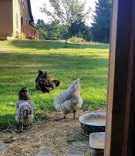 Back Yard Chickens (not roosters) London Ontario