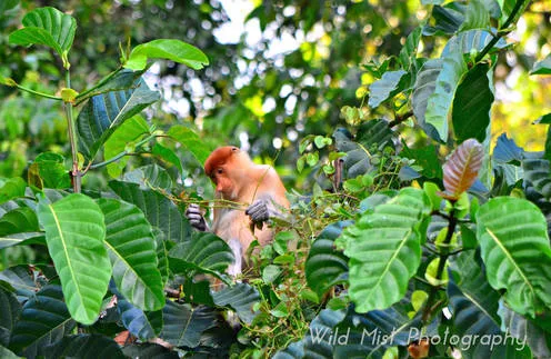 Borneo flourish