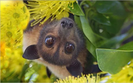 NY Times: Stop Printing Lies About Bats!