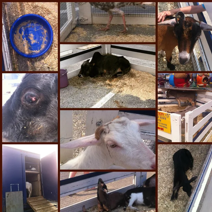 Shut Down & Send Animals to Sanctuary - Four Seasons Mobile Pony Rides & Petting Farms