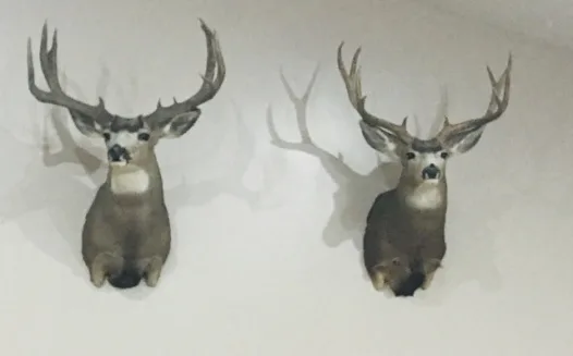 Beaver County Mule Deer boundaries