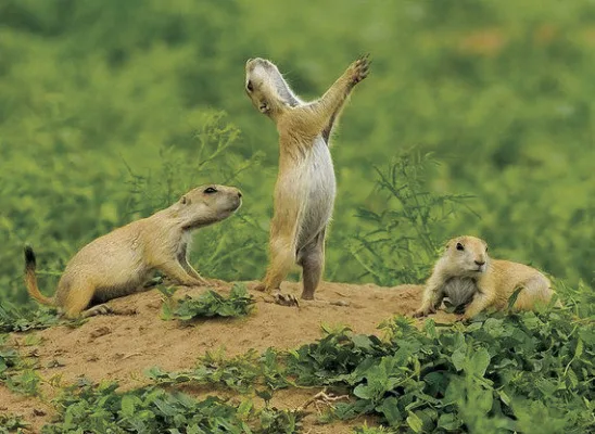 Save the Prairie Dogs