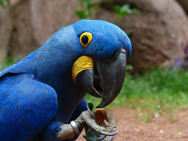 Save the Spix's Macaw