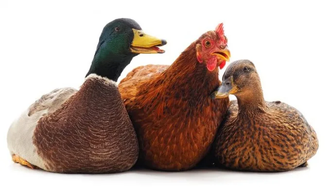 Allow Poultry in Cashmere, WA