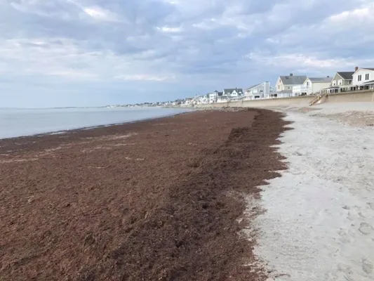 Green Harbor Beach: Remove the Seaweed