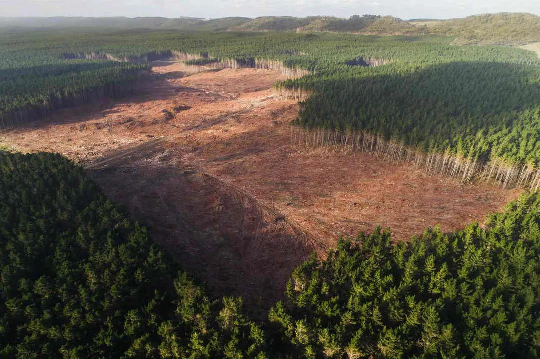 Save the Trees
