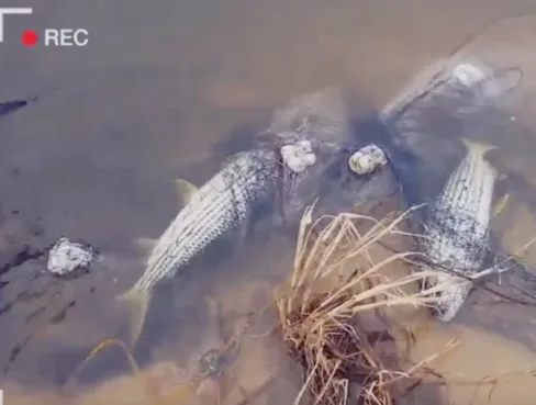 Illegal Fishing In Namibia