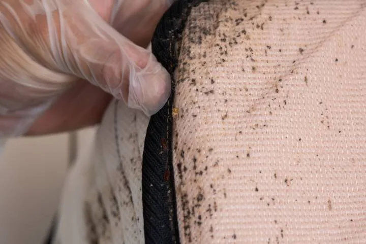 Treat Our Bedbugs