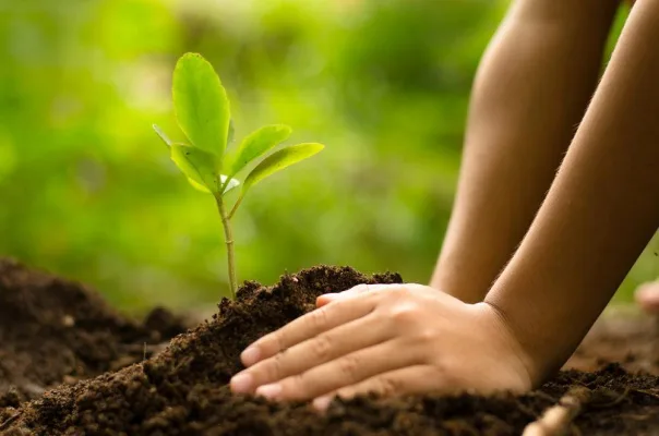 Make New Zealand accelerate their billion trees program