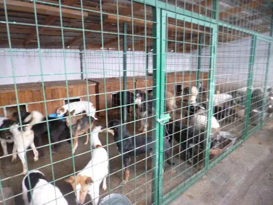 JUSTICE for our 57 dogs Murdered