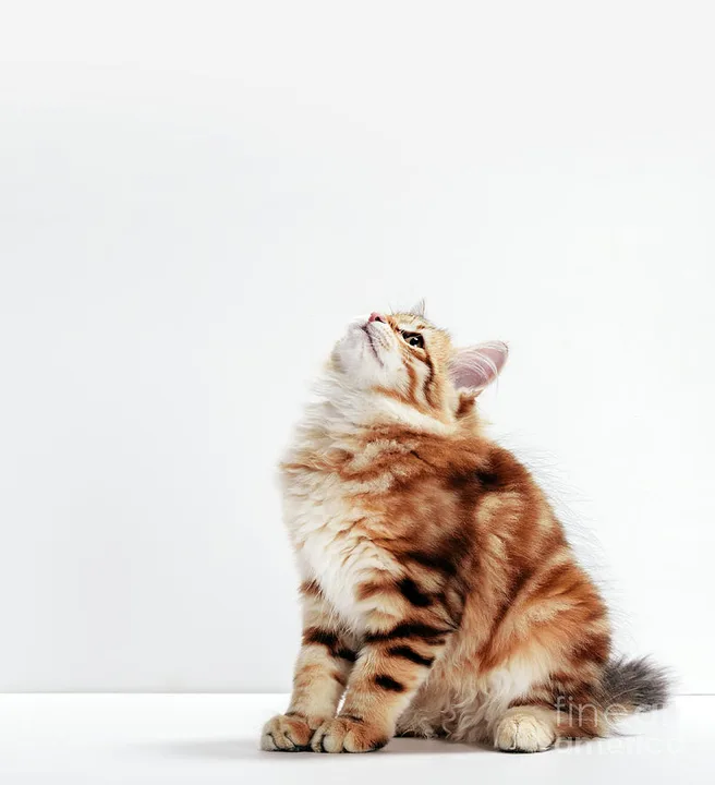 help sophie get a cat!